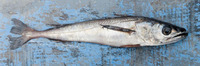 Merluccius gayi peruanus, Peruvian hake: fisheries
