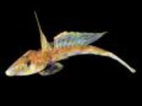 Callionymus delicatulus, Delicate dragonet: aquarium