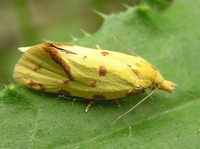 Agapeta hamana