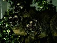 Image of: Aotus (douroucoulis, night monkeys, and owl monkeys)