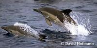 Image of: Delphinus delphis (short-beaked saddleback dolphin)