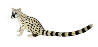 Image of: Genetta genetta (small-spotted genet)