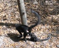 Image of: Lophocebus aterrimus (black mangabey)