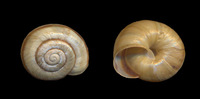 Faustina rossmaessleri