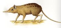 Image of: Rhynchocyon cirnei (checkered elephant-shrew)