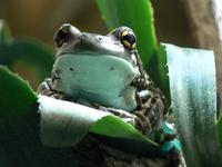 Phrynohyas resinifictrix - Amazonian Milk Frog