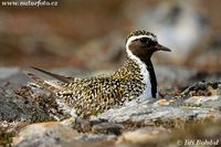 Pluvialis apricaria - Golden Plover