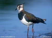 Vanellus vanellus - Lapwing