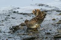 Gallinago gallinago - Snipe