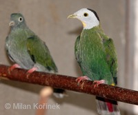 Ptilinopus melanospilus - Black-naped Fruit-Dove