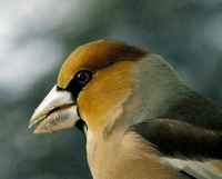 Coccothraustes coccothraustes - Hawfinch