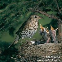 Turdus philomelos - Song Thrush