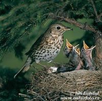 Turdus philomelos - Song Thrush