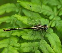 Image of: Gomphus graslinellus