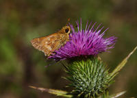 Image of: Polites mystic (long dash skipper)