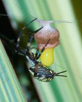 Image of: Argiope aurantia (black-and-yellow argiope)