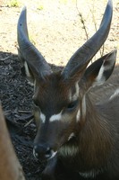 Tragelaphus spekei gratus