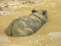 Dicerorhinus sumatrensis - Sumatran Rhinoceros