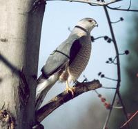 Image of: Accipiter cooperii (Cooper's hawk)