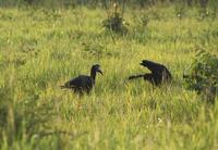 Image of: Bucorvus abyssinicus (northern ground hornbill)