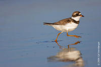 Image of: Charadrius semipalmatus (semipalmated plover)