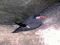 Image of: Larosterna inca (Inca tern)