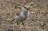 Image of: Pseudopodoces humilis (Hume's groundpecker)