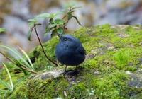 Image of: Rhyacornis fuliginosus (plumbeous water redstart)