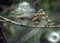 Image of: Vireo magister (Yucatan vireo)