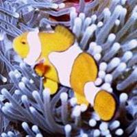 Image of: Amphiprion percula (blackfinned clownfish)