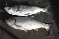 Image of: Hypophthalmichthys nobilis (bighead carp), Hypophthalmichthys molitrix (silver carp)