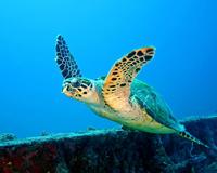 Image of: Eretmochelys imbricata (hawksbill sea turtle)