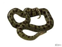 Image of: Eunectes murinus (green anaconda)