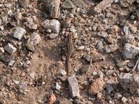 Image of: Sceloporus virgatus (striped plateau lizard)