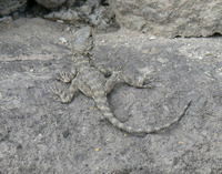 Laudakia caucasia