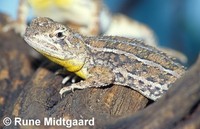 Grassland Earless Dragon (Tympanocryptis pinguicolla)