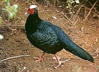 Edwards's Pheasant - Lophura edwardsi