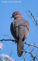 Laughing Dove - Streptopelia senegalensis