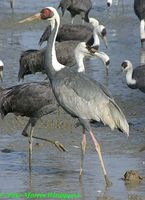 White-naped Crane - Grus vipio