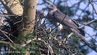 Shikra - Accipiter badius