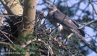 Shikra - Accipiter badius