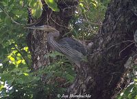 Great-billed Heron - Ardea sumatrana