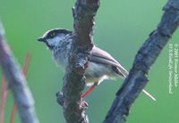 White-cheeked Tit - Aegithalos leucogenys