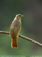 Stripe-throated Bulbul - Pycnonotus finlaysoni