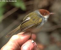 Philippine Tailorbird - Orthotomus castaneiceps