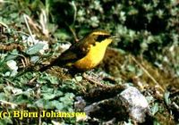 Golden Bush Robin - Tarsiger chrysaeus