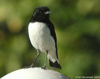 Hume's Wheatear - Oenanthe albonigra