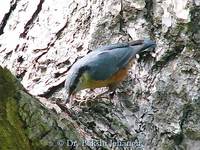 Kashmir Nuthatch - Sitta cashmirensis