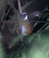 White-browed Jungle Flycatcher - Rhinomyias insignis