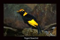 Regent Bowerbird